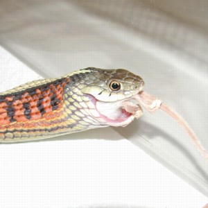 Adult female Red-sided Garter Snake eating an adult mouse. Photo by Denis Patenaude.