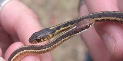 Garter snake vs. ribbon snake