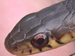 Garter snake, close-up