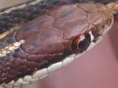 Ribbon snake, close-up